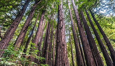 Big oak trees
